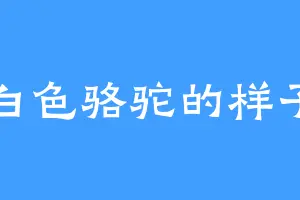 白色骆驼的样子